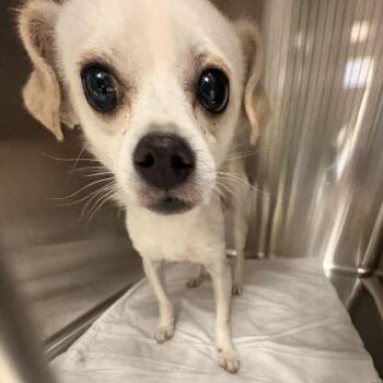The Flying Dutchman -  Mixed Breed Dog for Adoption in Davenport, Iowa - The Flying Dutchman | PetCurious