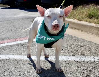 American Staffordshire Terrier Dogs Available for Adoption - Lulu | PetCurious