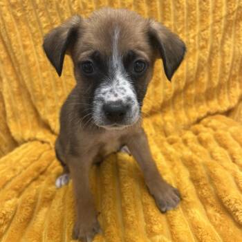 Stravinsky -  Terrier and Mixed Breed Dog for Adoption in Kanab, Utah - Stravinsky | PetCurious