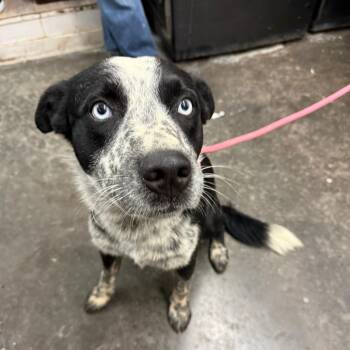 Tux -  Australian Cattle Dog Blue Heeler and Mixed Breed Dog for Adoption in Evensville, Tennessee - Tux | PetCurious