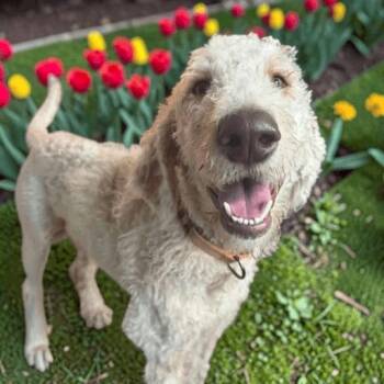Goldendoodle Dogs Available for Adoption in Fort Worth, Texas - Ladybug | PetCurious