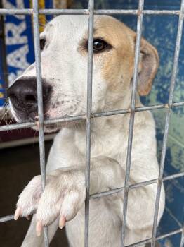 Rescue Labrador Retriever and Mixed Breed Dogs for Adoption in Lockhart, Texas - Lux | PetCurious
