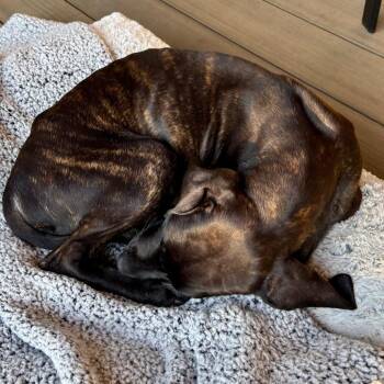 Billie FC LN -  Cane Corso and Great Dane Dog for Adoption in Union, Missouri - Billie FC LN | PetCurious