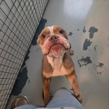 Minerva -  English Bulldog Dog for Adoption in Chico, California - Minerva | PetCurious