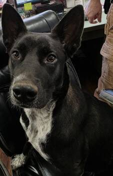 Mixed Breed Dogs Available for Adoption in Blue Ridge, Georgia - Pooh | PetCurious