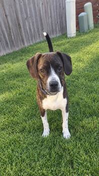 Chachi Boy -  Boston Terrier and Beagle Dog for Adoption in Omaha, Nebraska - Chachi Boy | PetCurious