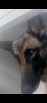 Belgian Shepherd Malinois Dogs Available for Adoption in Palmetto, Florida - A136588 | PetCurious