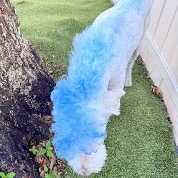 Graham -  Standard Poodle and Mixed Breed Dog for Adoption in Largo, Florida - Graham | PetCurious