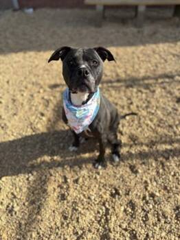 Terrier and Pit Bull Terrier Dogs Available for Adoption - EDI | PetCurious