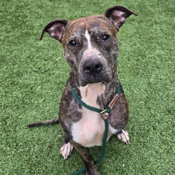 Rescue Mixed Breed Dogs for Adoption in Chattanooga, Tennessee - Luke | PetCurious