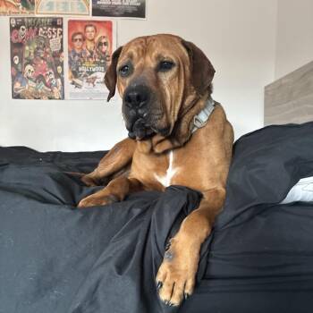 Hound Dogs Available for Adoption - Dozer | PetCurious