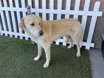 A613534 -  Labrador Retriever and Anatolian Shepherd Dog for Adoption in Modesto, California - A613534 | PetCurious
