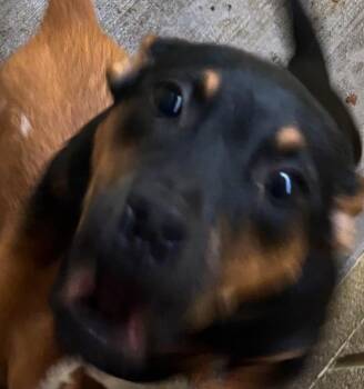 PEANUT BUTTER -  Australian Cattle Dog Blue Heeler Dog for Adoption in Elizabethton, Tennessee - PEANUT BUTTER | PetCurious