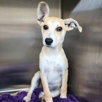 Kelly -  Mixed Breed Dog for Adoption in Denison, Texas - Kelly | PetCurious