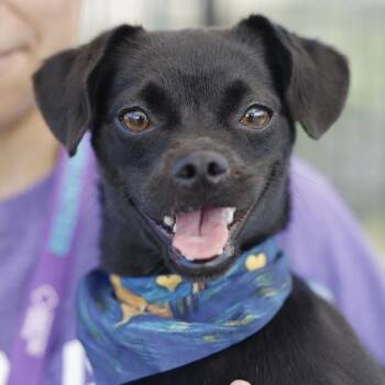 SERENA -  Pug Dog for Adoption in San Antonio, Texas - SERENA | PetCurious