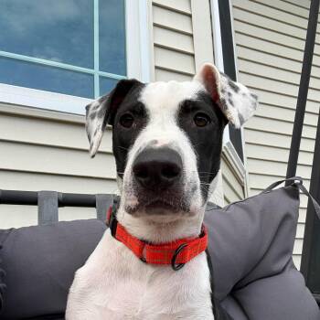 Scout -  Mixed Breed Dog for Adoption in Highland, New York - Scout | PetCurious