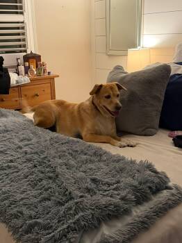 Farrah -  Corgi and Golden Retriever Dog for Adoption in Erin, Ontario - Farrah | PetCurious