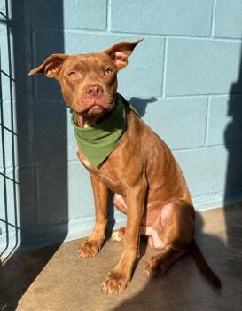Po-Boy -  Terrier Dog for Adoption in Lafayette, Louisiana - Po-Boy | PetCurious