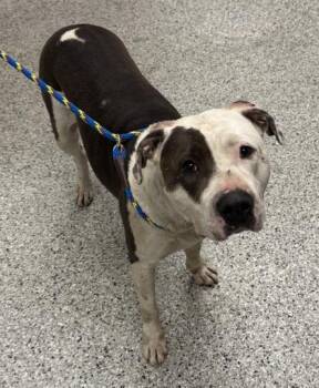 Primrose -  Pit Bull Terrier and Mixed Breed Dog for Adoption in Kansas City, Missouri - Primrose | PetCurious