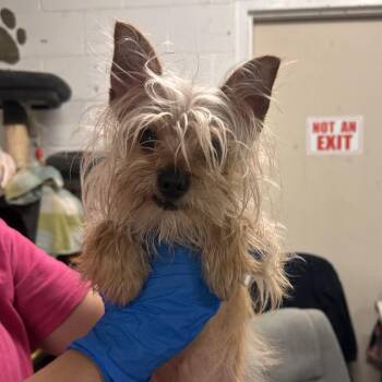 Yorkshire Terrier Dogs Available for Adoption in Edinburg, Texas - Bubba | PetCurious