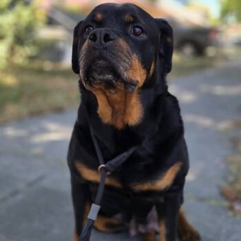 Rescue Rottweiler Dogs for Adoption in Turlock, California - Mango | PetCurious