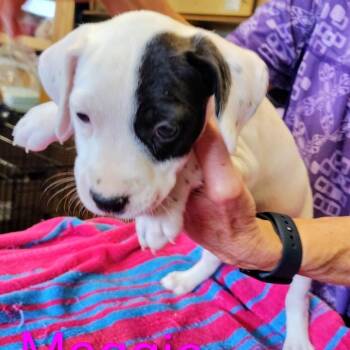 Maggie -  Mixed Breed Dog Available for Adoption in Walker, Michigan - Maggie | PetCurious