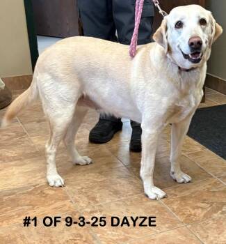 Rescue Golden Retriever Dogs for Adoption in Gaylord, Michigan - Dayze #1 Of 9-3-25 | PetCurious
