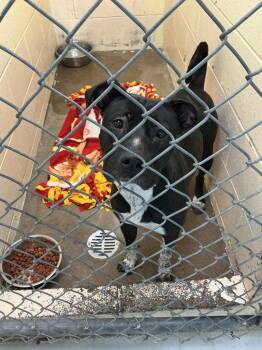 Mixed Breed Dogs Available for Adoption in Dyersburg, Tennessee - Charlotte | PetCurious