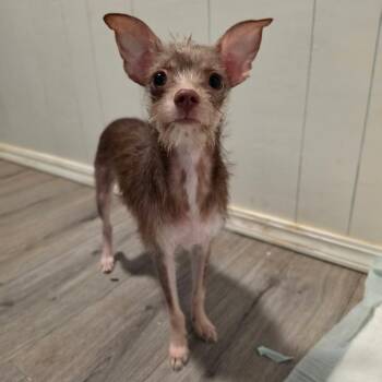 Rose -  Mixed Breed and Terrier Dog for Adoption in Ponca City, Oklahoma - Rose | PetCurious