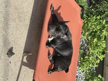 French Bulldog Dogs Available for Adoption - Charlie | PetCurious