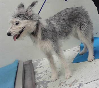 Yorkshire Terrier and Mixed Breed Dogs Available for Adoption in Houston, Texas - YUKI | PetCurious