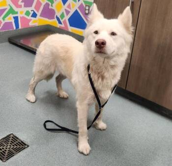 Husky Dogs Available for Adoption in Baytown, Texas - SUGAR | PetCurious
