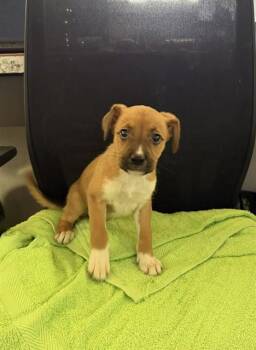 DAISY -  Labrador Retriever and Mixed Breed Dog for Adoption in Pasadena, Texas - DAISY | PetCurious