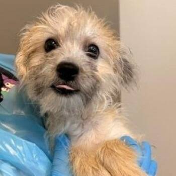 Trudy -  Standard Poodle and Mixed Breed Dog for Adoption in Kansas City, Missouri - Trudy | PetCurious