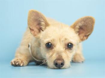 Dachshund and Chihuahua Dogs Available for Adoption - MIA | PetCurious