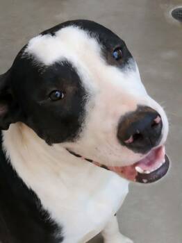 Kraft -  American Staffordshire Terrier Dog for Adoption in Kingman, Arizona - Kraft | PetCurious