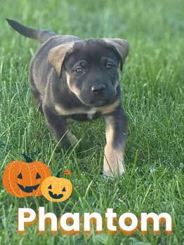 Rescue Shepherd Dogs for Adoption in Saint Clairsville, Ohio - Phantom | PetCurious