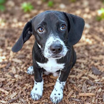 Gibson -  Beagle and Spaniel Dog for Adoption in Boerne, Texas - Gibson | PetCurious