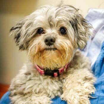 Chutney -  Maltese and Poodle Dog Available for Adoption - Chutney | PetCurious