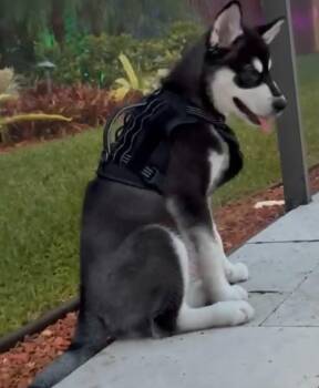 Koda -  Alaskan Malamute Dog Available for Adoption in Oakland Park, Florida - Koda | PetCurious