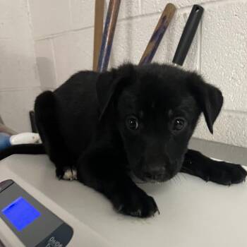 Sterling -  Shepherd Dog for Adoption in Edinburg, Texas - Sterling | PetCurious