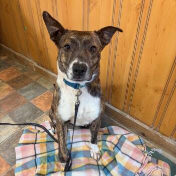 Hound and Pit Bull Terrier Dogs Available for Adoption - Queenie | PetCurious