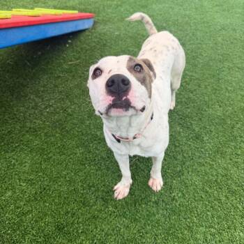Pixel -  Mixed Breed Dog for Adoption in Savannah, Georgia - Pixel | PetCurious
