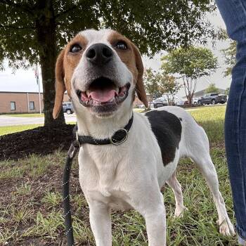 Banjo -  Beagle Dog for Adoption in Carmel Hamlet, New York - Banjo | PetCurious