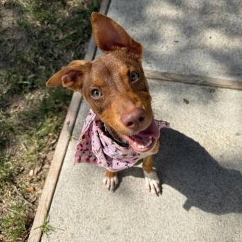 Peaches Rainbow Little Miss tender Toes -  Pit Bull Terrier and Staffordshire Bull Terrier Dog for Adoption in Friendswood, Texas - Peaches Rainbow Little Miss Tender Toes | PetCurious