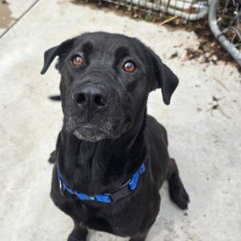 Black Labrador Retriever and Mixed Breed Dogs Available for Adoption in Hanna City, Illinois - Vulkan | PetCurious