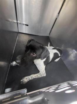 A811155 -  Terrier Dog for Adoption in San Antonio, Texas - A811155 | PetCurious