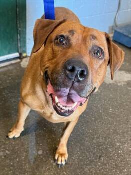 SUMMER -  Labrador Retriever Dog for Adoption in Woodland, California - SUMMER | PetCurious
