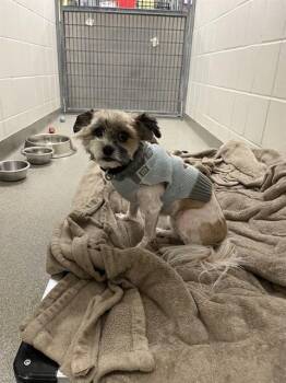 Havanese and Mixed Breed Dogs Available for Adoption - DOLLY | PetCurious