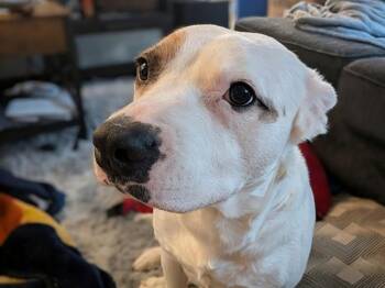 Australian Cattle Dog Blue Heeler and Mixed Breed Dogs Available for Adoption in Kent, Washington - SISSY | PetCurious